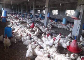 قوانص الدجاج وأهميتها