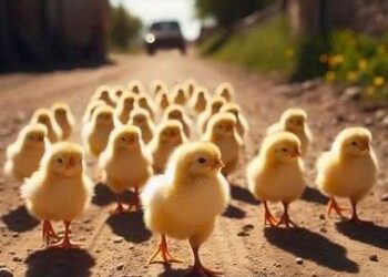 100 مليار جنيه استثمارات الصناعة الداجنة في مصر