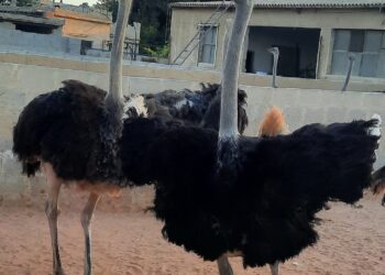 النعام مشروع المستقبل