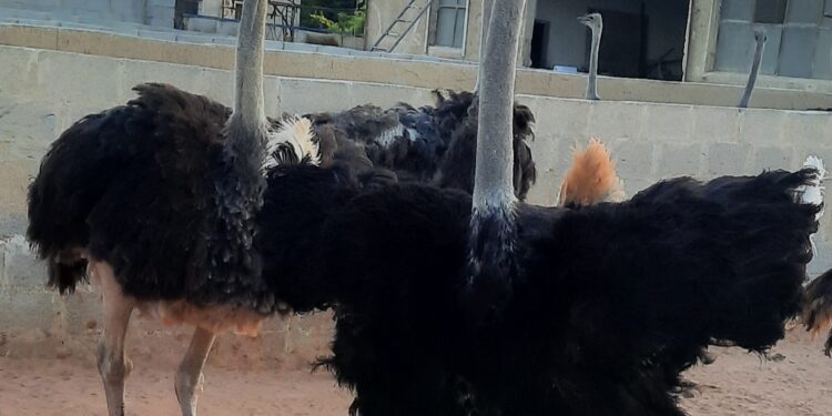 النعام مشروع المستقبل