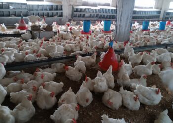 أهمية التهوية في مزارع الدواجن