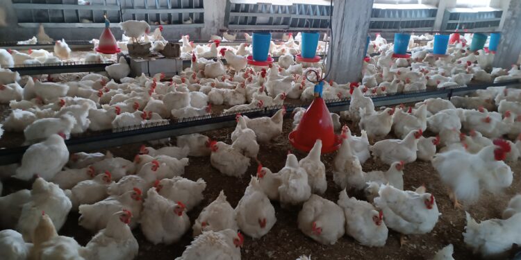 أهمية التهوية في مزارع الدواجن