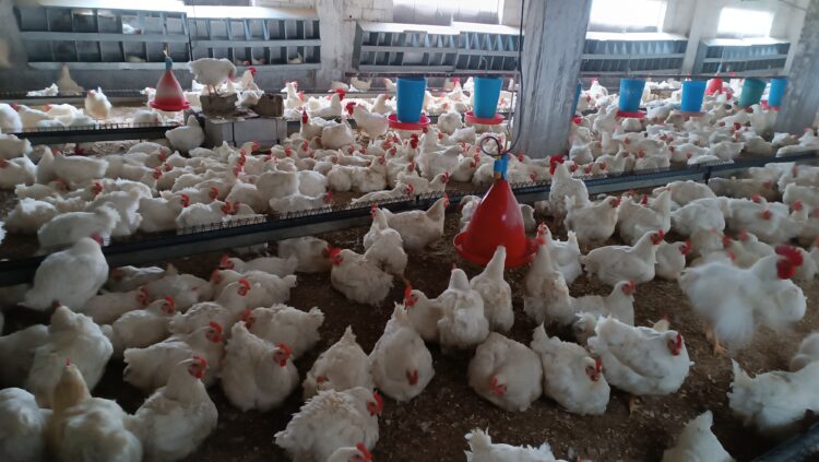 أهمية التهوية في مزارع الدواجن