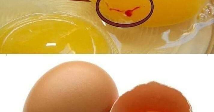نقطة الدم الحمراء في وسط صفار البيض