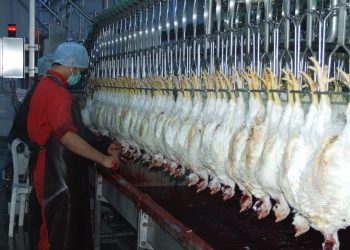 950 مزرعة لتربية اللاحم دخلت بالانتاج خلال عام