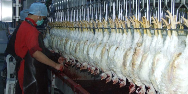 950 مزرعة لتربية اللاحم دخلت بالانتاج خلال عام