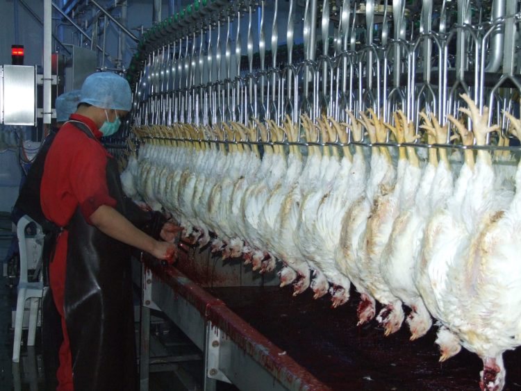 950 مزرعة لتربية اللاحم دخلت بالانتاج خلال عام