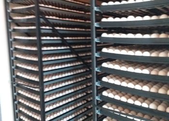 الادعاء على 162 شركة منتجة للصيصان بمصر