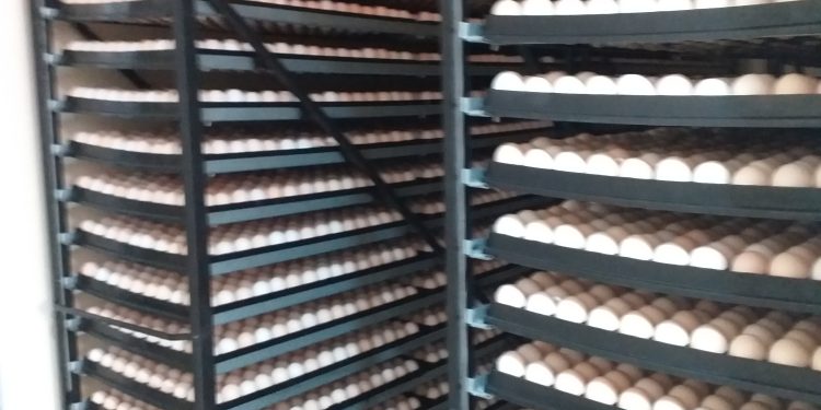 الادعاء على 162 شركة منتجة للصيصان بمصر