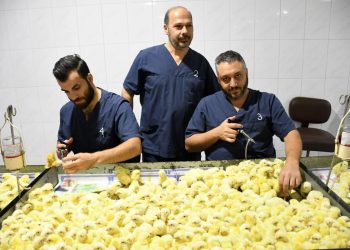 دواجن الصياد تستهدف زيادة إنتاجها من الأمهات 25٪