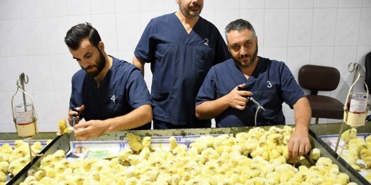 دواجن الصياد تستهدف زيادة إنتاجها من الأمهات 25٪