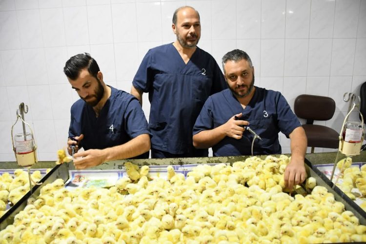 دواجن الصياد تستهدف زيادة إنتاجها من الأمهات 25٪