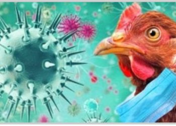 إنفلونزا الطيور يضرب اقتصاد البرازيل