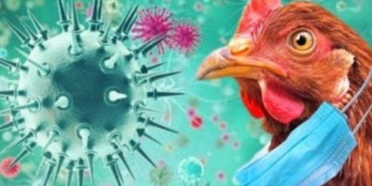 إنفلونزا الطيور يضرب اقتصاد البرازيل