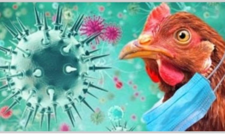 إنفلونزا الطيور يضرب اقتصاد البرازيل