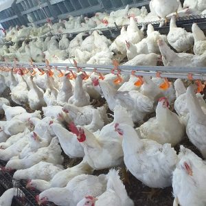 إنفلونزا الطيور يضرب اقتصاد البرازيل
