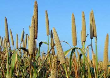 مصر تتوسع في زراعة الدخن