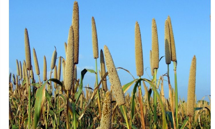 مصر تتوسع في زراعة الدخن