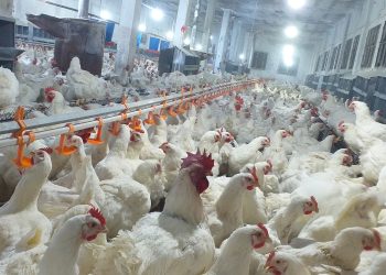 الإجهاد الحراري وطرق العلاج