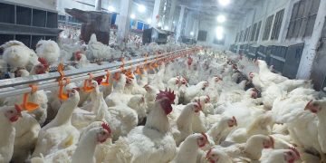 الإجهاد الحراري وطرق العلاج