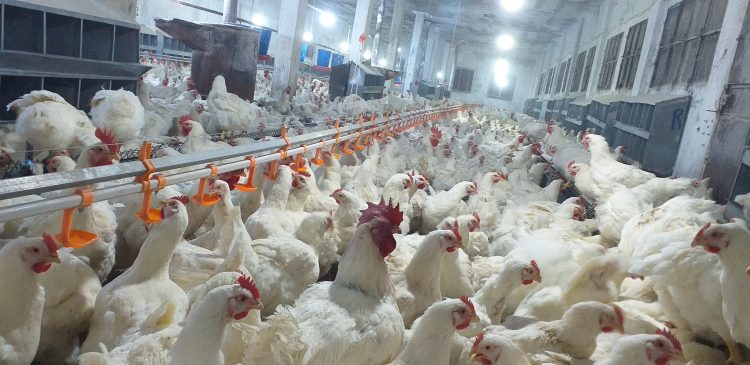 الإجهاد الحراري وطرق العلاج