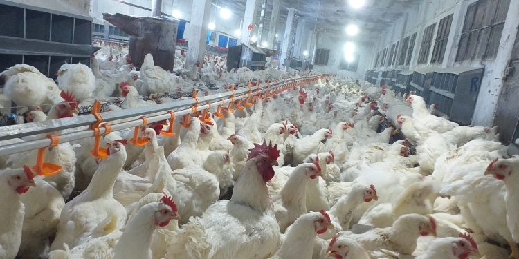 الإجهاد الحراري وطرق العلاج