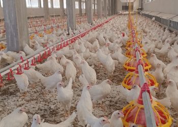 لقطات من تربية الدواجن في منطقة الباب