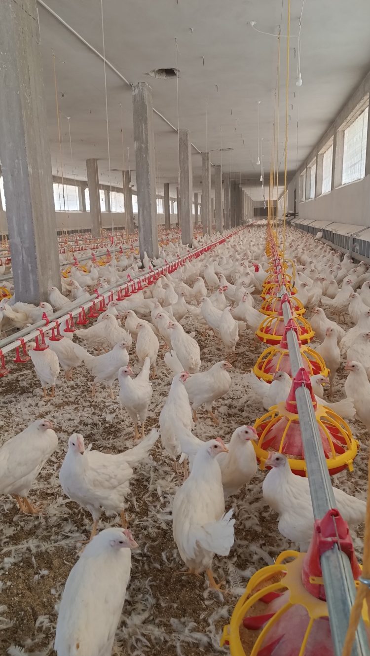 لقطات من تربية الدواجن في منطقة الباب