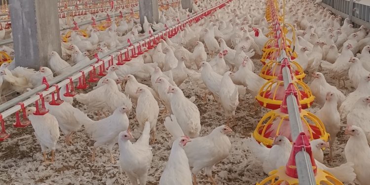 لقطات من تربية الدواجن في منطقة الباب