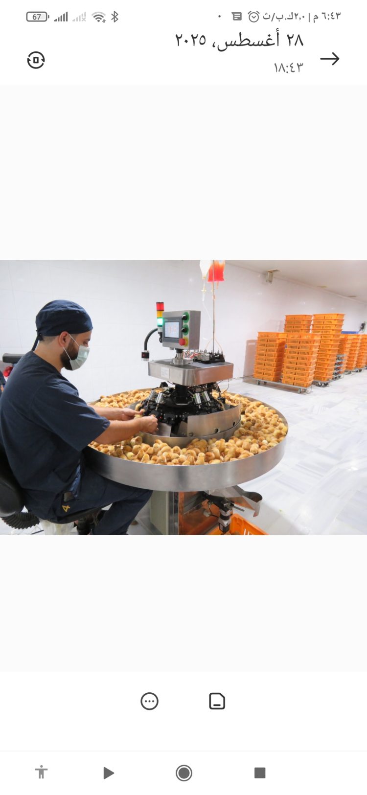 4 ملايين صوص بيًاض مبيعات دواجن الصياد خلال 2025