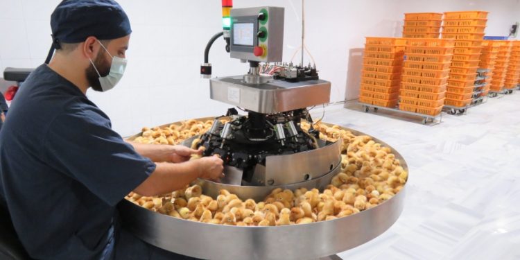 4 ملايين صوص بيًاض مبيعات دواجن الصياد خلال 2025