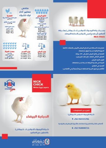 د.شوباش الدجاجة البيضاء