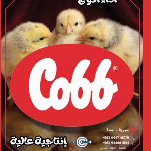 كوب سورية 