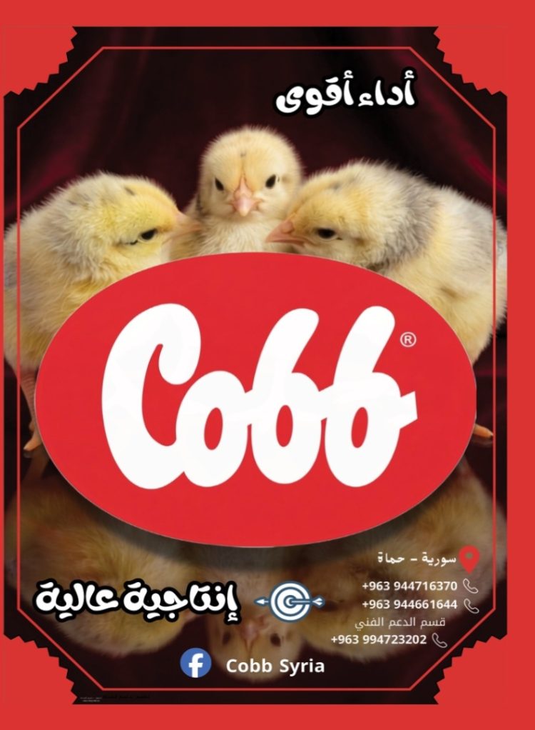 كوب سورية